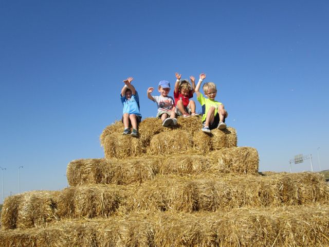Cobb's Corn Maze