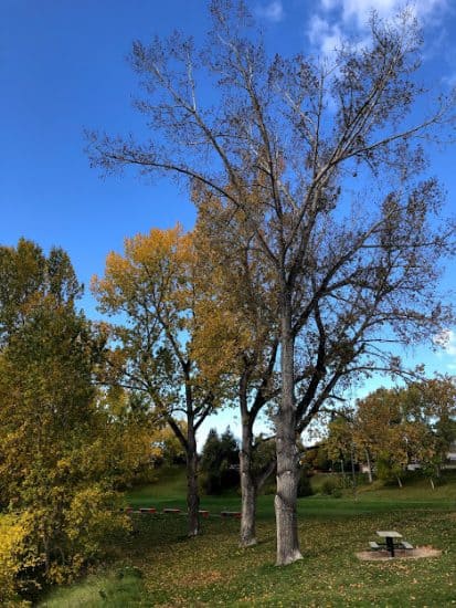 large trees near Rosemont Community Centre