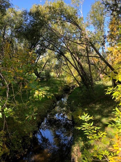 wetland stream in confederation park