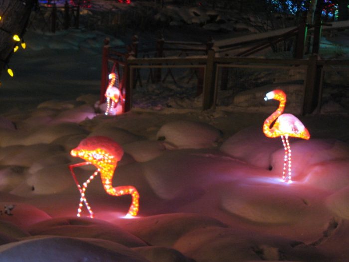 flamingos at Zoolights