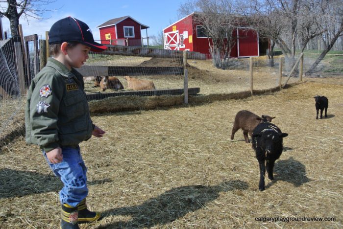 Boy with animals at petting zoo - Butterfield Acres