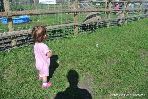 kid and sheep