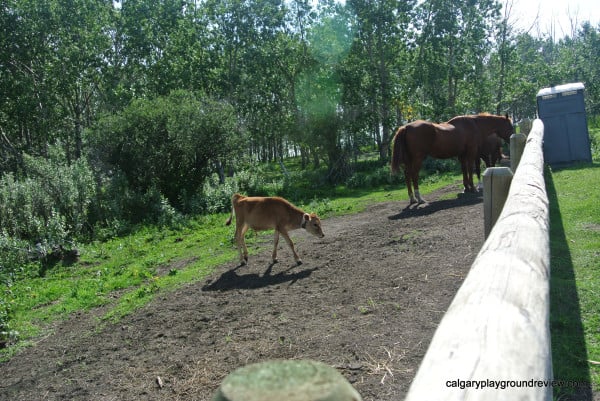 cow and horses