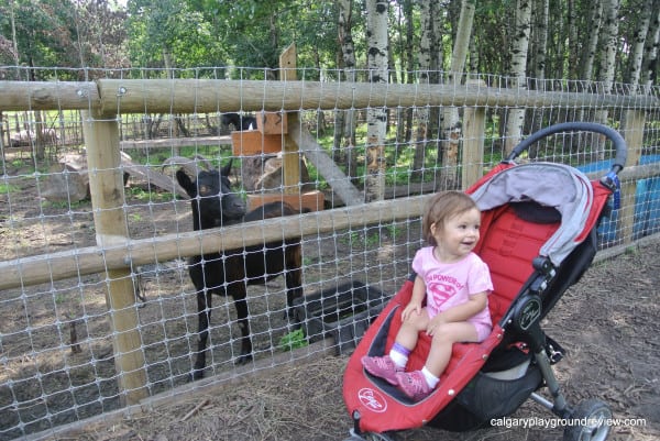 kid and goat