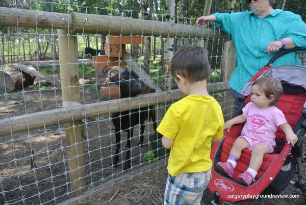 kids looking at goats