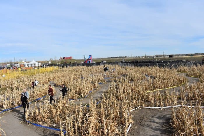 Low, dry corn maze