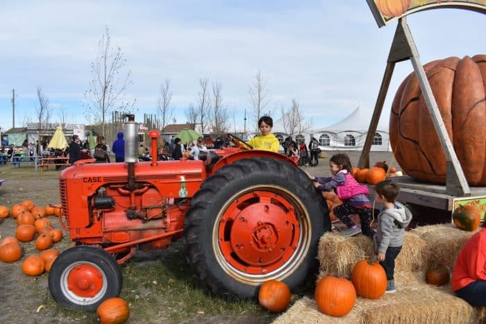 Pumpkin patch at Cobb's Corn Maze