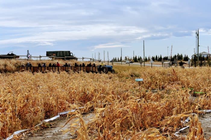 Tractor Ride through dry corn maze