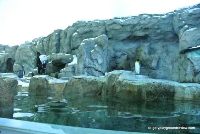 penguin plunge - Calgary Zoo