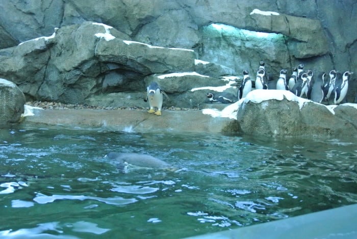 penguin plunge - Calgary Zoo