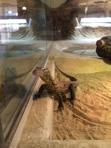 Komodo Dragon - Calgary Zoo - Zoo in the Winter - calgaryplaygroundreview.com