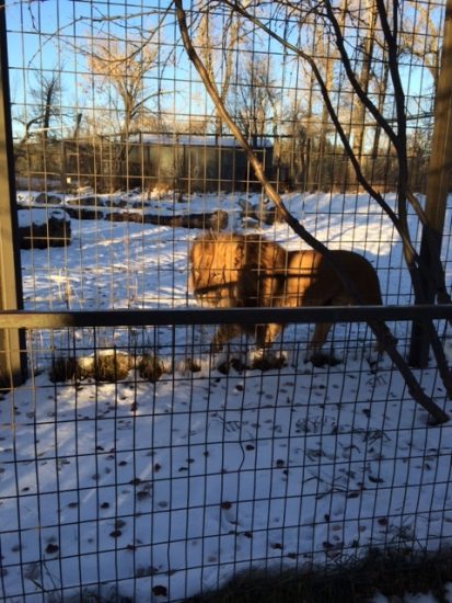 Lions - Calgary Zoo - Calgary Zoo in Winter - calgaryplaygroundreview.com