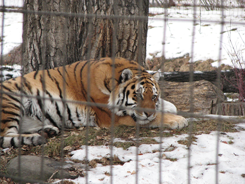 Tigers - Calgary Zoo - Winter at the Zoo - calgaryplaygroundreview.com