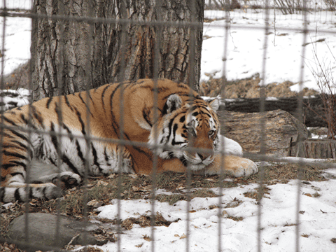 Spring Break Ideas - Calgary Zoo