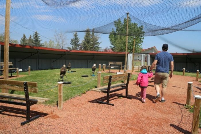 Birds of Prey - #albertastaycation - calgaryplaygroundreview.com