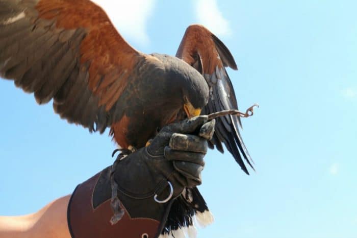 Birds of Prey - #albertastaycation - calgaryplaygroundreview.com