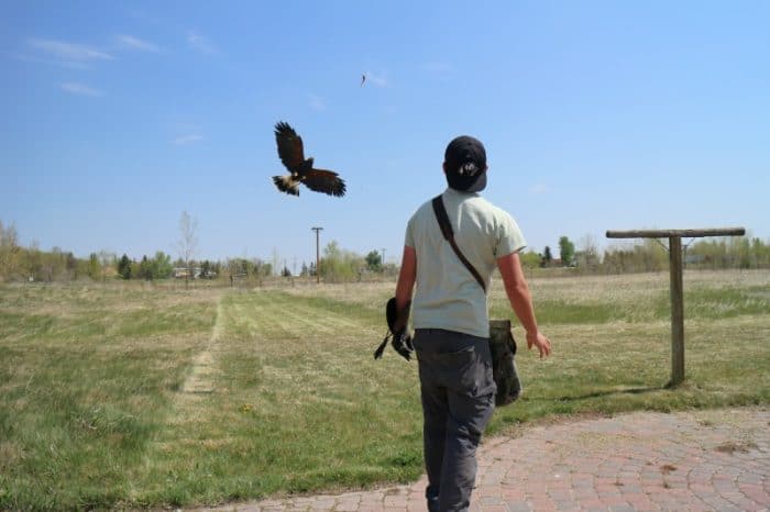 Birds of Prey - #albertastaycation - calgaryplaygroundreview.com