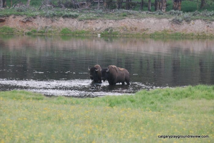 Hayden Valley Bison - Yellowstone National Park