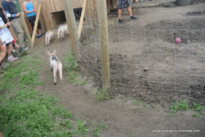 Pig Races at Calgary Farmyard