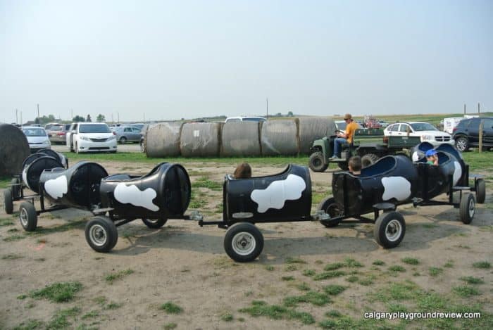 Calgary Farmyard Cow train