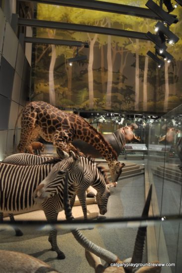 Smithsonian Museum of Natural History - Washington, DC