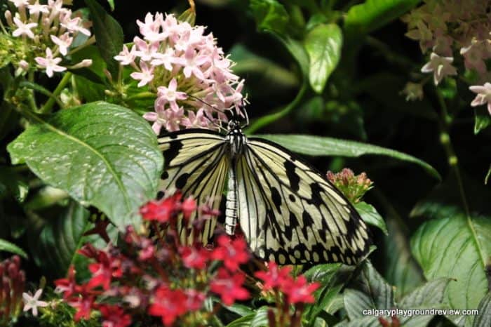 Smithsonian Museum of Natural History - Washington, DC