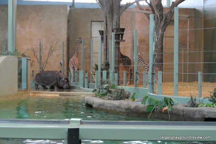 Calgary Zoo - Giraffes, Hippo