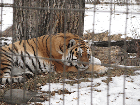 calgary zoo in the winter