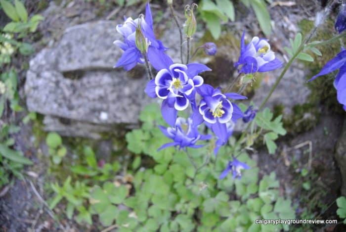 Reader Rock Garden