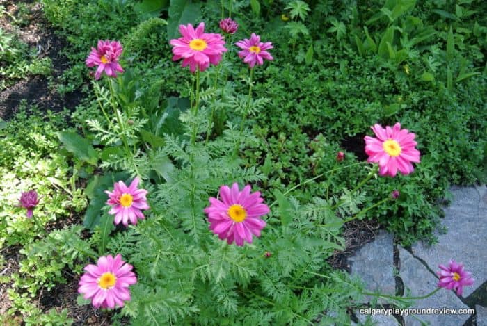 Reader Rock Garden