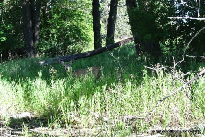 Inglewood Bird Sanctuary