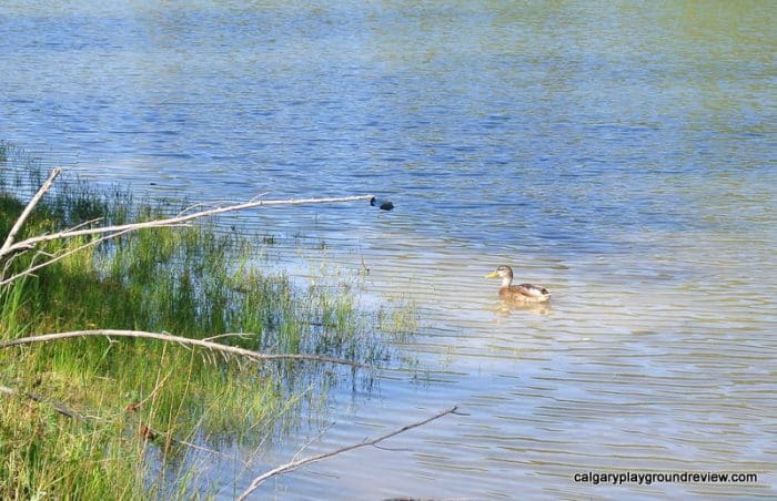 Inglewood Bird Sanctuary