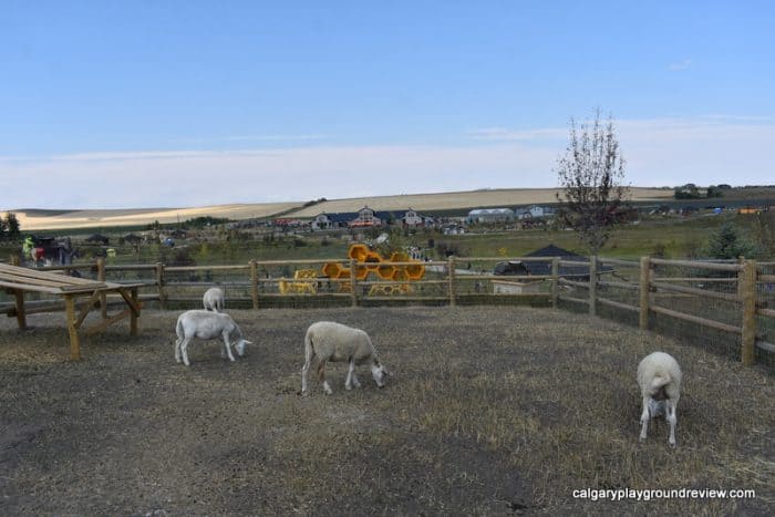 Sheep at Granary Road