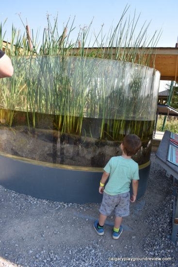 Wetland Terrarium