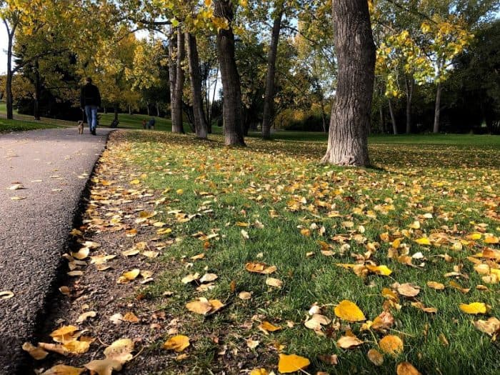 Fall Leaves in Calgary