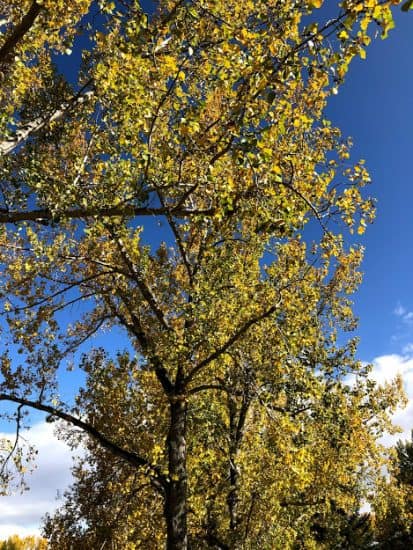 Yellow leaves in Calgary in the Autumn