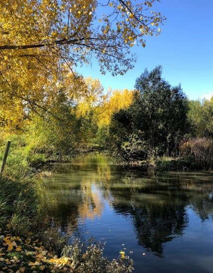 Confederation Park wetland pond